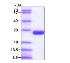 3 μg by SDS-PAGE under reducing condition and visualized by coomassie blue stain.